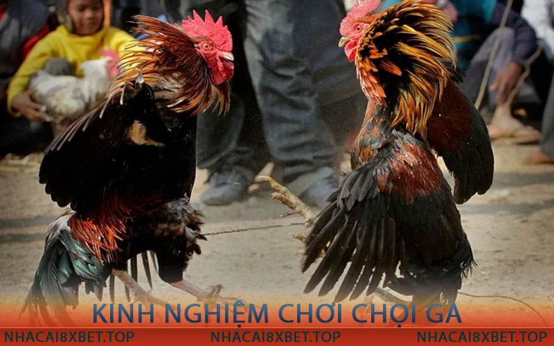 Kinh NghiKinh Nghiệm Chơi đá gà 8xbetệm Chơi Chọi Gà