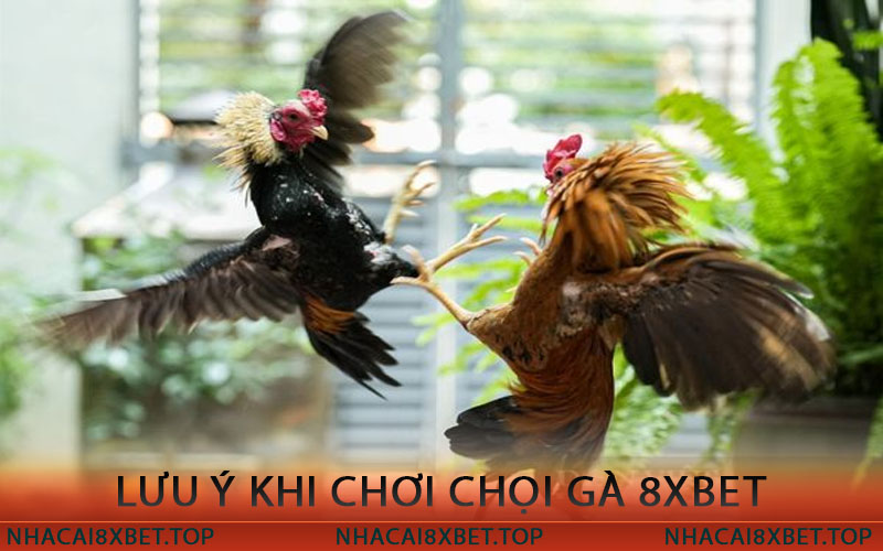 Lưu Ý Khi Chơi đá gà 8xbet 